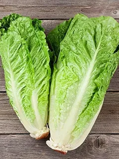راهنمای خرید کاهو شیرازی + قیمت عالی